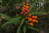 Tropical Milkweed - Photo (c) Tomás Carranza Perales, some rights reserved (CC BY), uploaded by Tomás Carranza Perales