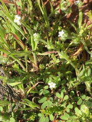 Plagiobothrys canescens