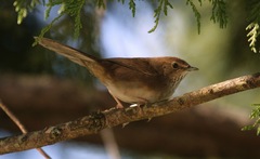 Locustella alishanensis