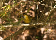 Liocichla steerii