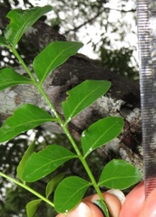 Ptaeroxylon obliquum