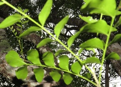 Ptaeroxylon obliquum