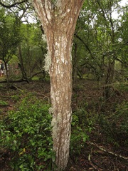 Ptaeroxylon obliquum