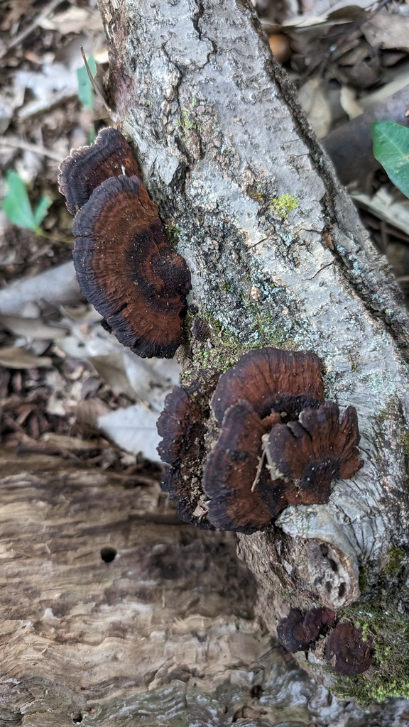 Daedaleopsis confragosa tricolor · October 2023 · photo: © atsushi_nakajima_cirque (iNaturalist, cc-by)