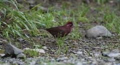 Carpodacus formosanus