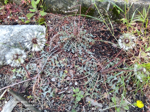 púpava purpurovoplodá (Taraxacum erythrospermum)
