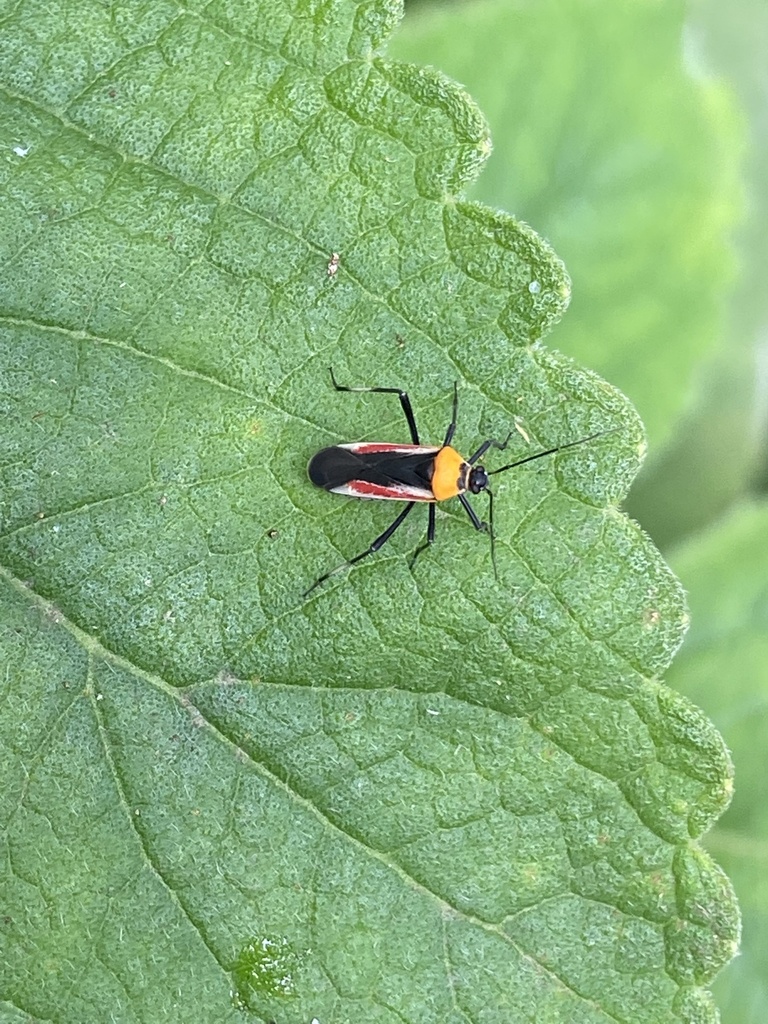 Chiloxionotus guanabarinus