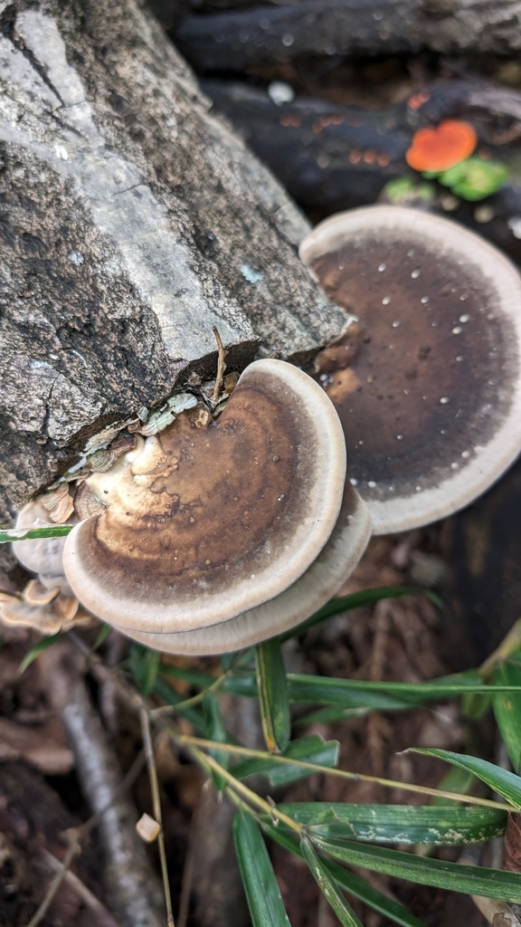 Trametes orientalis · October 2023 · photo: © atsushi_nakajima_cirque (iNaturalist, cc-by)