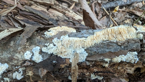 Radulomyces copelandii