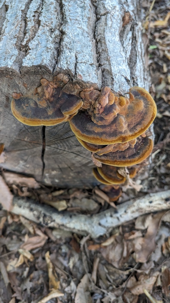 Fuscoporia gilva · October 2023 · photo: © atsushi_nakajima_cirque (iNaturalist, cc-by)