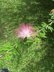 Calliandra selloi