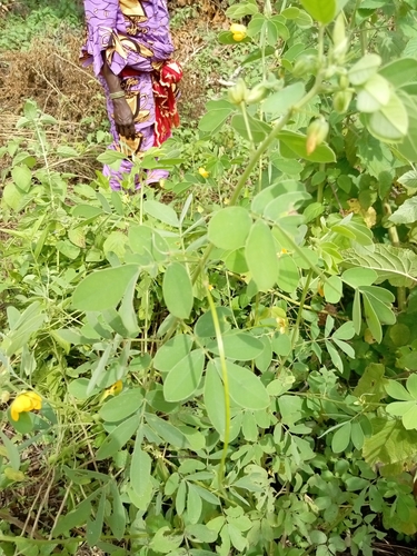 American Sicklepod