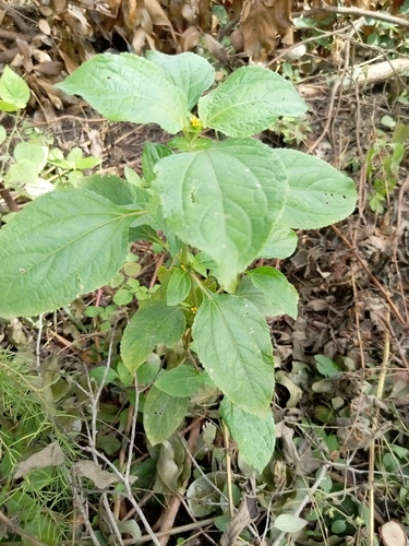 Nodeweed