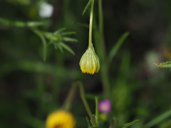 Pentachaeta aurea aurea