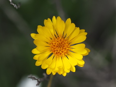 Pentachaeta aurea aurea