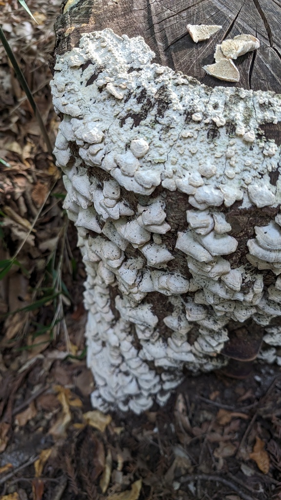 Trichaptum biforme · October 2023 · photo: © atsushi_nakajima_cirque (iNaturalist, cc-by)