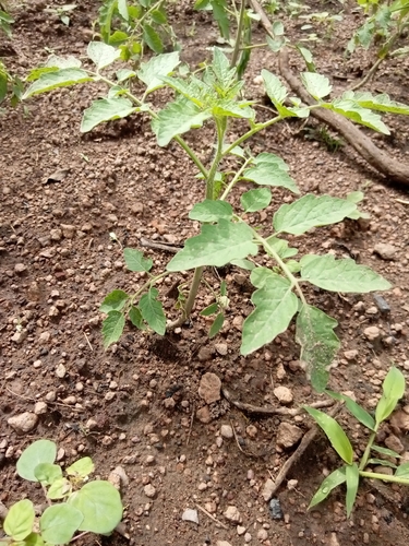 tomato