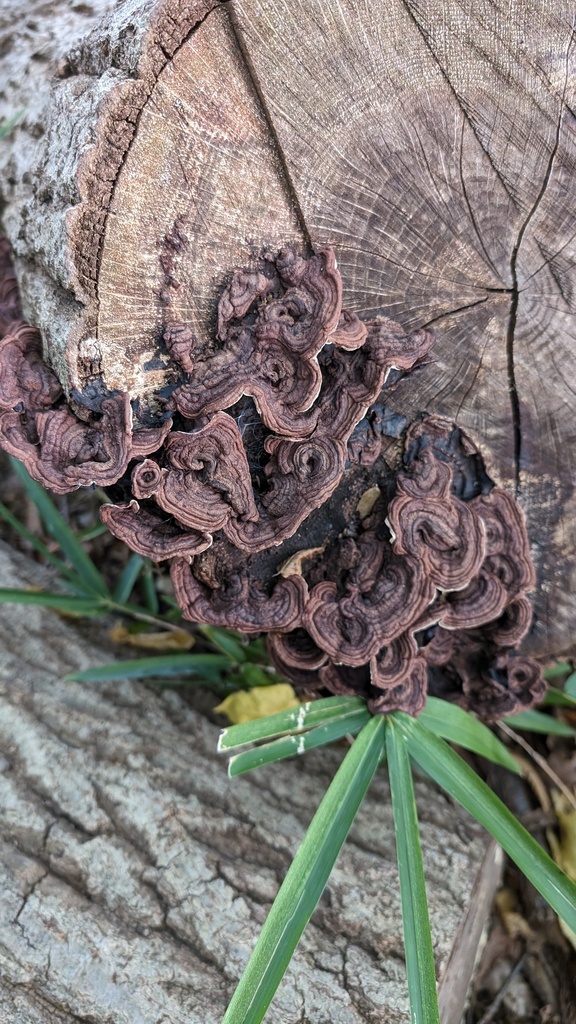 Punctularia strigosozonata · October 2023 · photo: © atsushi_nakajima_cirque (iNaturalist, cc-by)