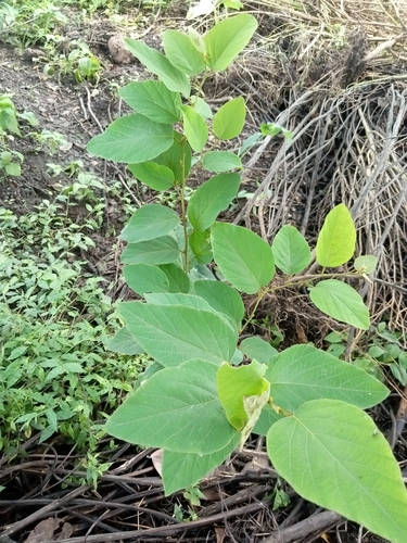 Polhillides velutina