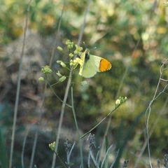 Anthocharis euphenoides