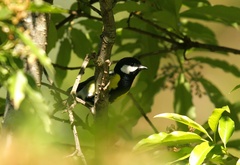 Parus monticolus
