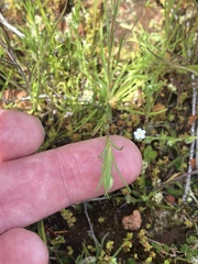 Pentachaeta aurea aurea
