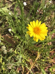 Pentachaeta aurea aurea