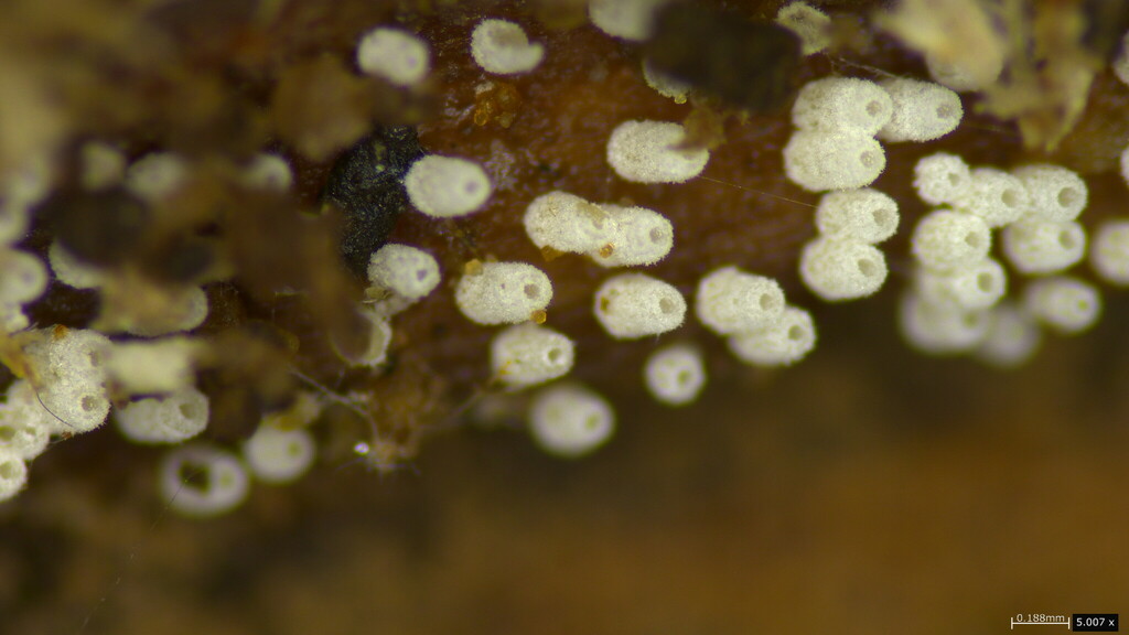 Henningsomyces candidus · October 2023 · photo: © atsushi_nakajima_cirque (iNaturalist, cc-by)
