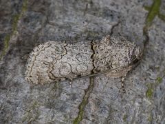 Sympistis perscripta