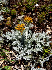Jacobaea incana