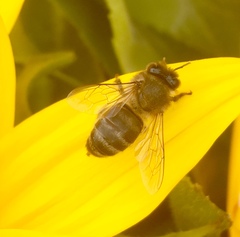 Apis mellifera