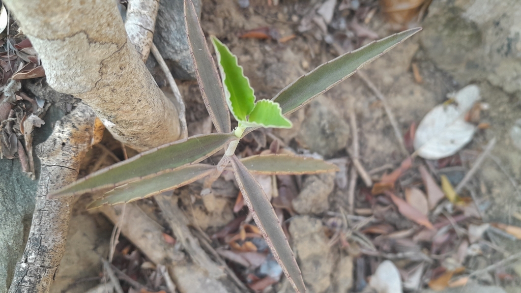 Kalanchoe maromokotrensis