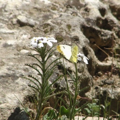 Anthocharis euphenoides