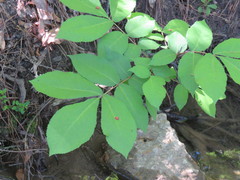 Phylloxera caryaeglobuli