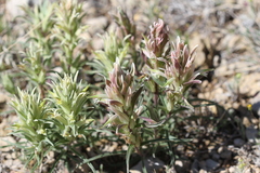 Castilleja sessiliflora