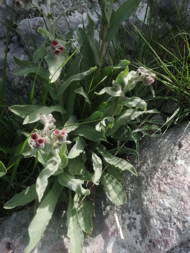 psí jazyk (Cynoglossum)