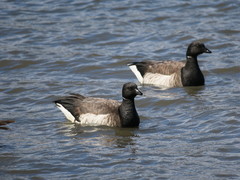 Branta bernicla