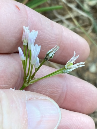 Allium mairei