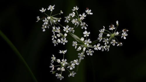 Nothosmyrnium japonicum iNat (3)