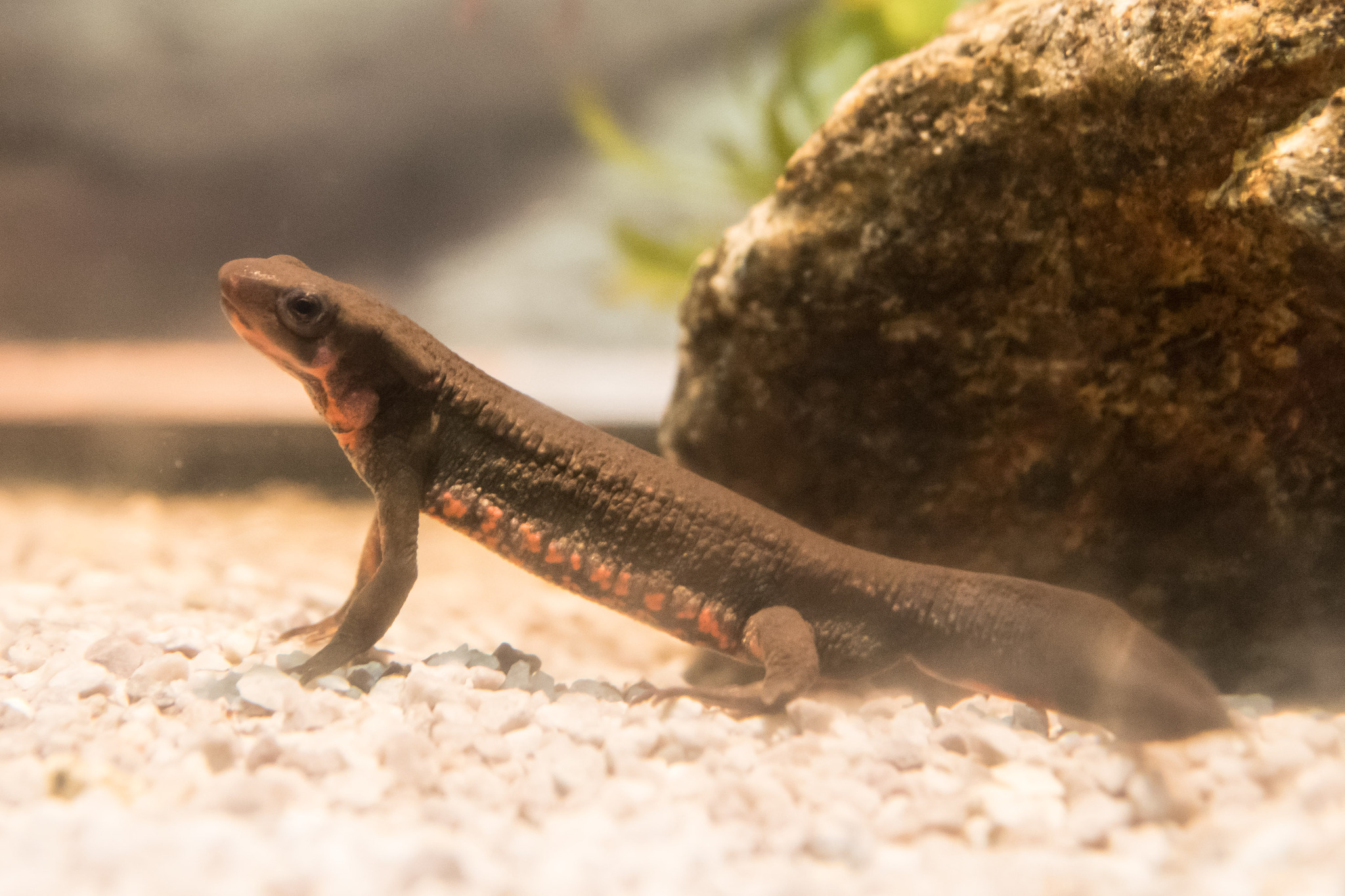 Japanese Fire-bellied Newt (Cynops pyrrhogaster) · iNaturalist