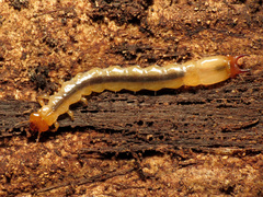 Dendroides canadensis