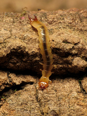 Dendroides canadensis