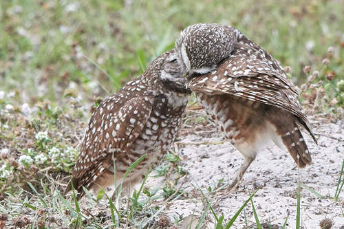 Burrowing Owl photographed in Florida