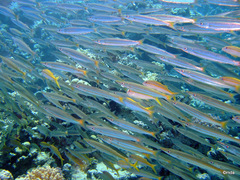 Sphyraena flavicauda