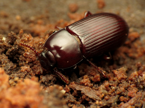 Uloma impressa
