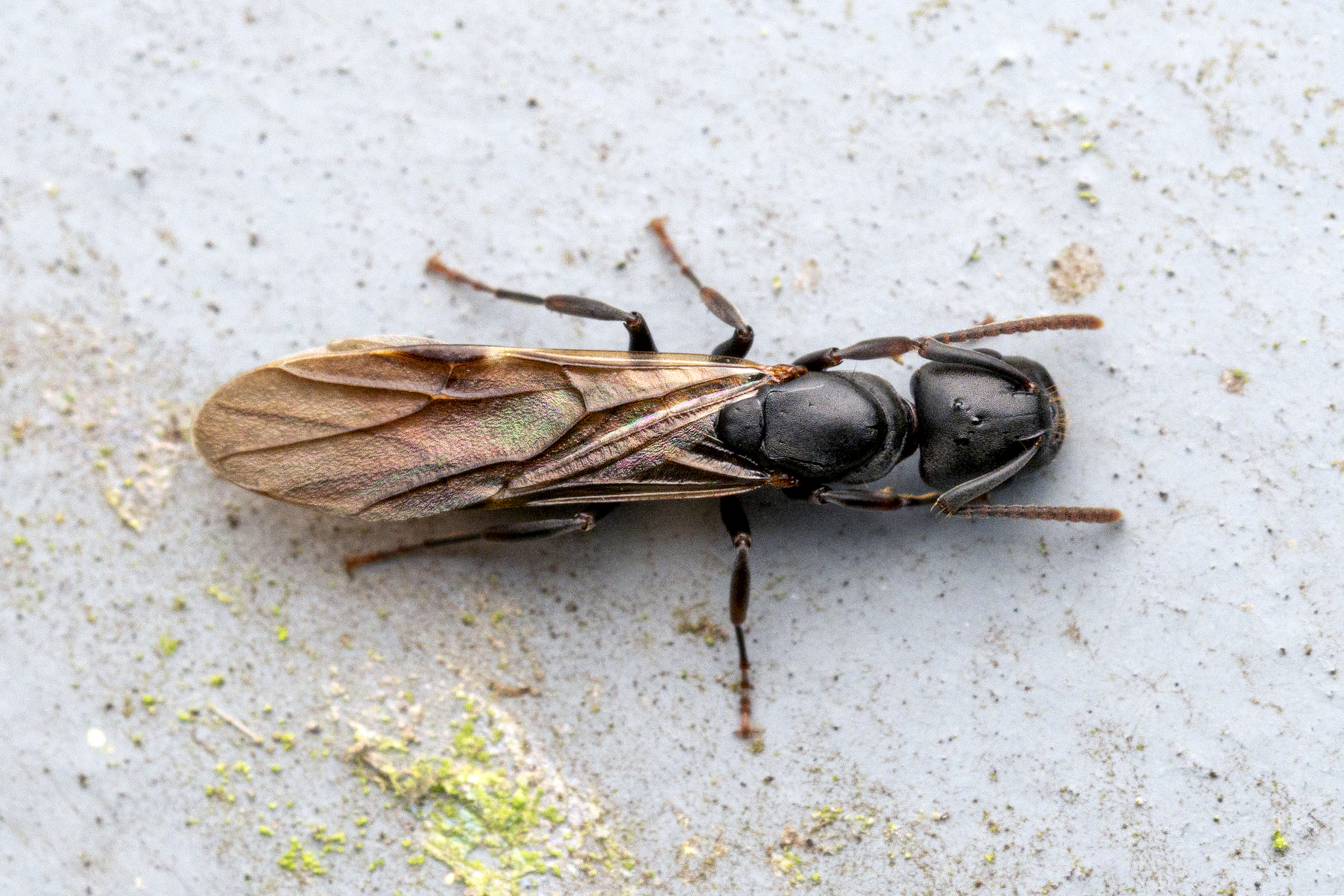 Overbeckia