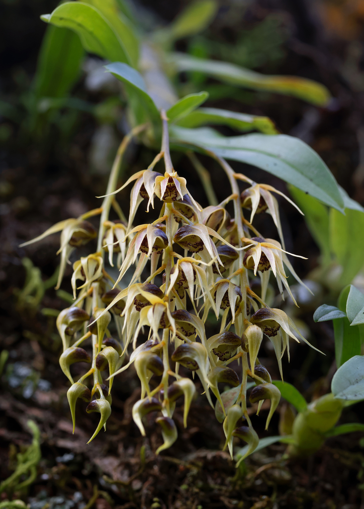 Dendrobium denudans D.Don 4