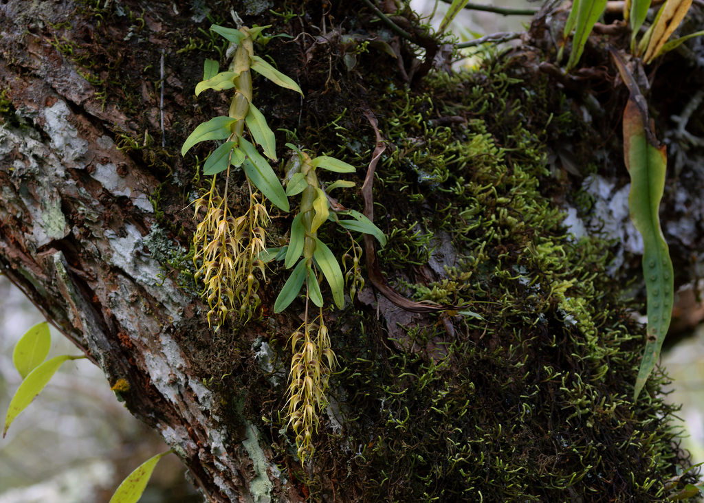 Dendrobium denudans D.Don 2