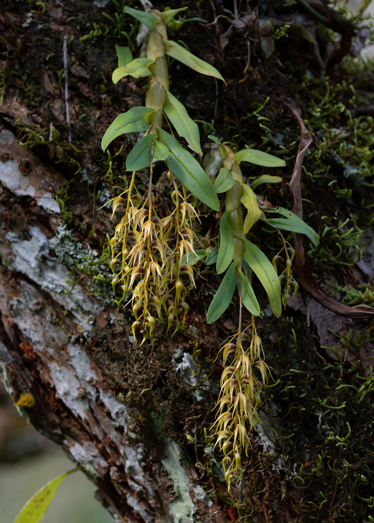 Dendrobium denudans D.Don 3