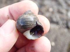 Littorina littorea